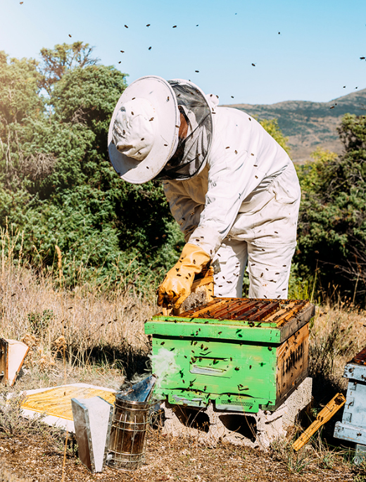 FRESH ORIGINAL HONEY